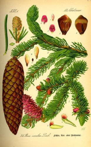 Spruce - Picea abies - Ель обыкновенная